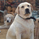 India-dogs